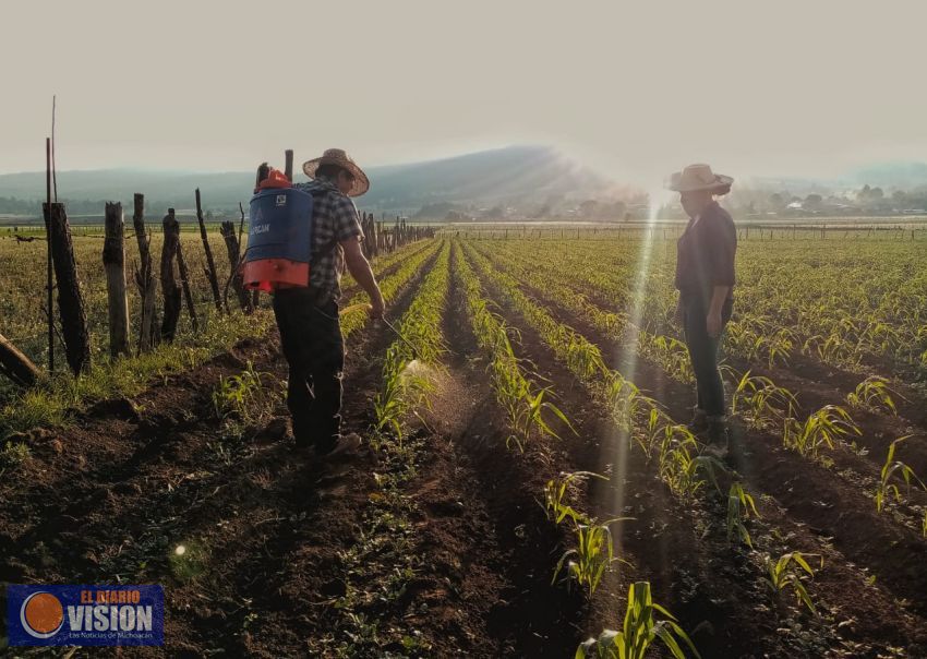 En Erongarícuaro, campesinos optan por erradicar el uso de agroquímicos
