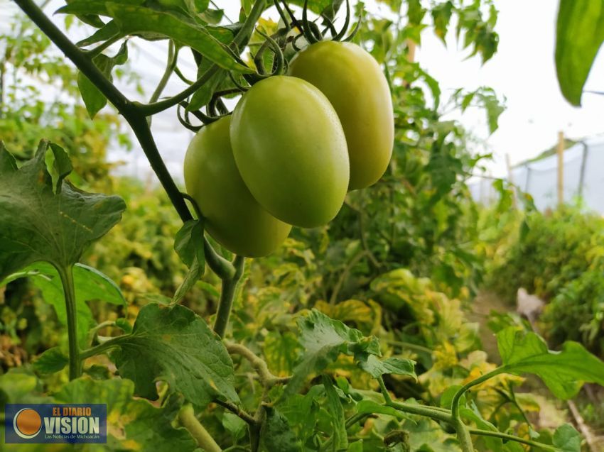 Productores de jitomate en Huandacareo adoptan la agricultura sustentable 