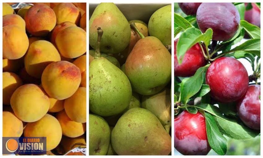 En Jeráhuaro cultivos de durazno, pera y ciruela adoptarán el programada de agricultura sustentable