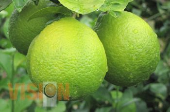 Michoacán líder en el valor de la producción del limón