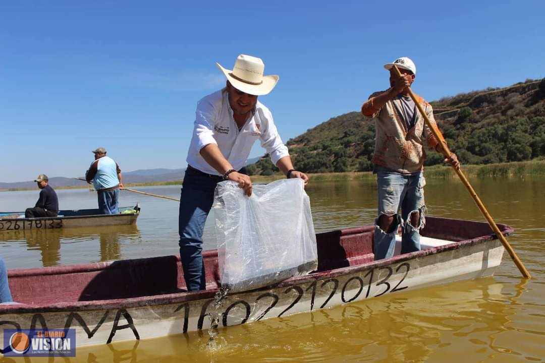 Alejandro Correa Gómez, sembró 48 mil alevines de Tilapia.