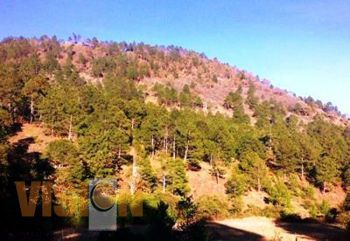 Universitarios ofrecen nueva forma de estudiar el bosque