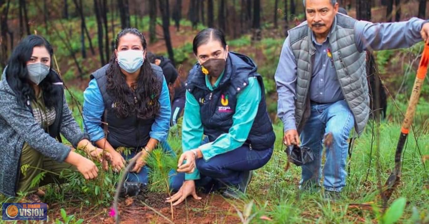 Arrancó Programa Municipal de Reforestación 2021 cuya meta es plantar 260 mil árboles