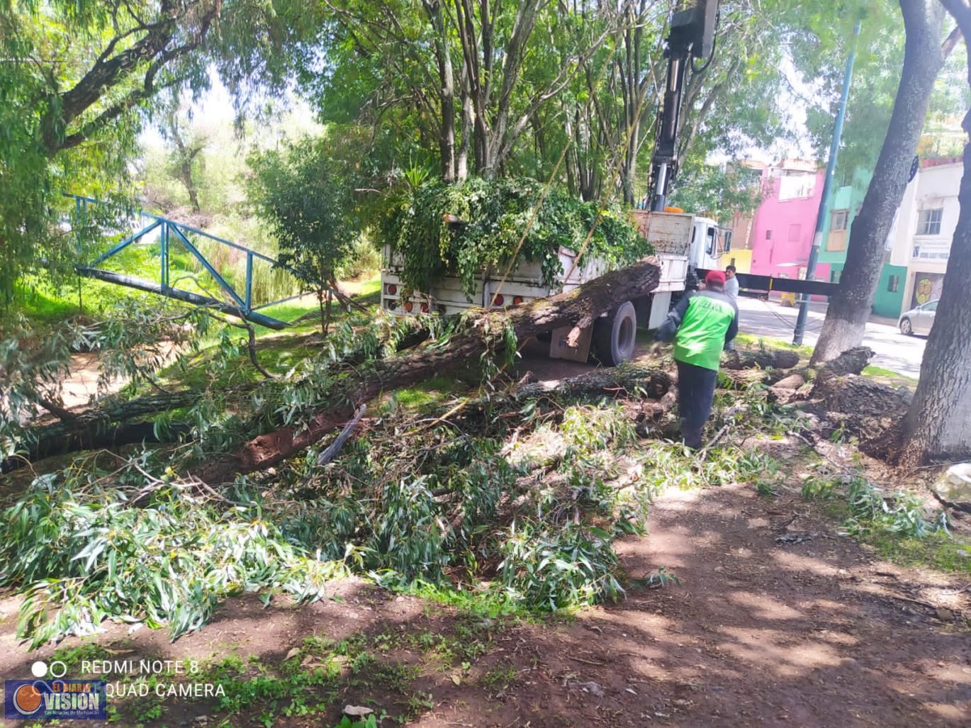 Gobierno de Morelia atiende reportes de árboles caídos tras lluvias