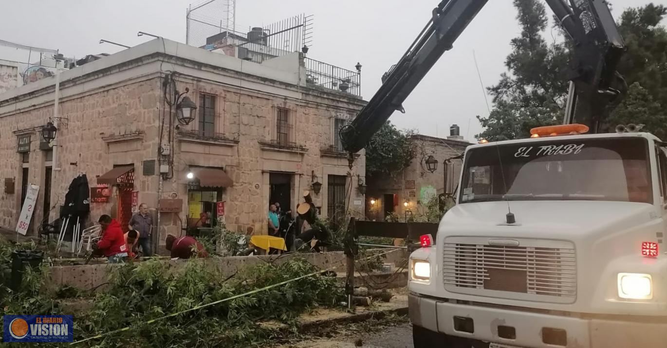 Gobierno de Morelia atiende el reporte de caída de árbol en el Centro
