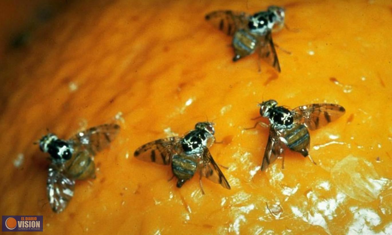 Refuerza Michoacán vigilancia contra presencia de Mosca del Mediterráneo