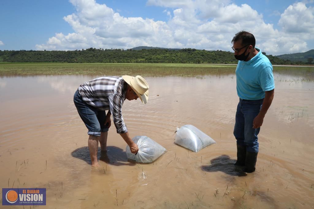Gobierno de Morelia promueve desarrollo rural, siembra 57 mil carpas en Teremendo de Los Reyes