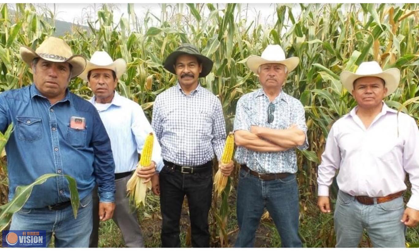 Con experiencias exitosas, en Zacapu se celebrará el Día del Maíz