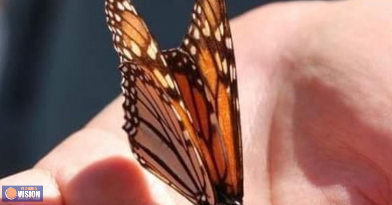 Este sábado 27, apertura de Santuarios de la Mariposa Monarca